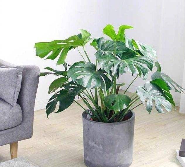 養哪些植物可以去除甲醛異味 養哪些植物可以去除甲醛異味